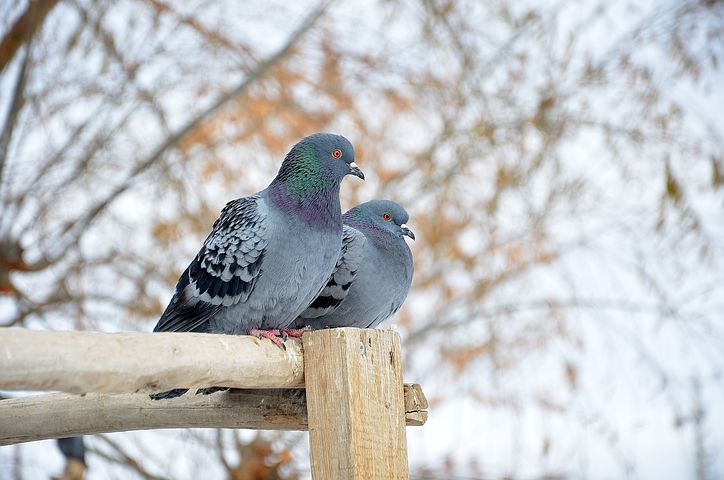 Two Pigeons and a Side of Parenting Guilt?